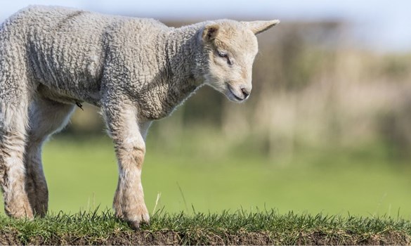Close up of a lamb stood on grass.